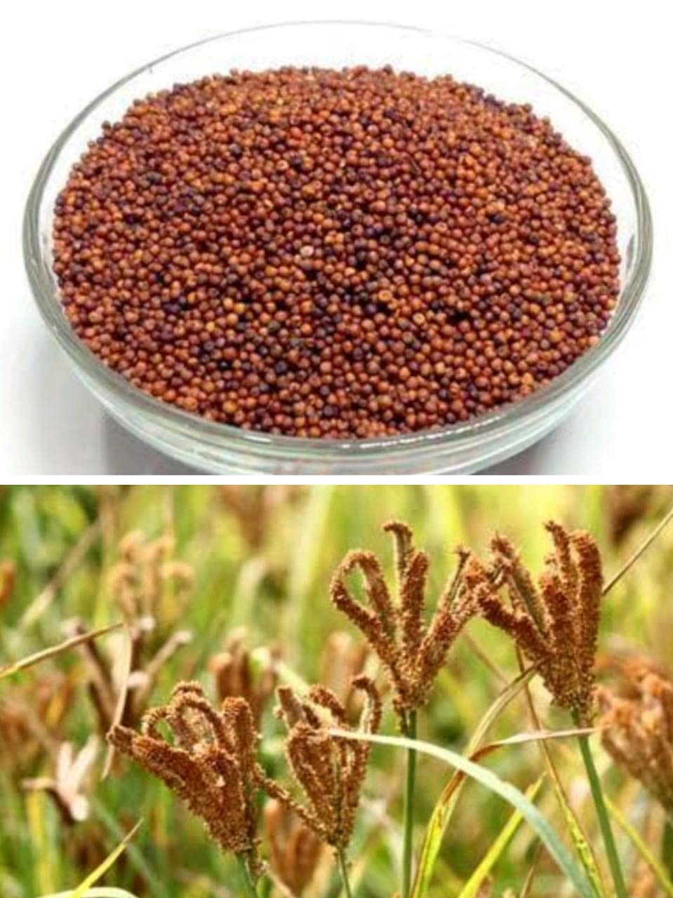 finger millet ( Ragi )