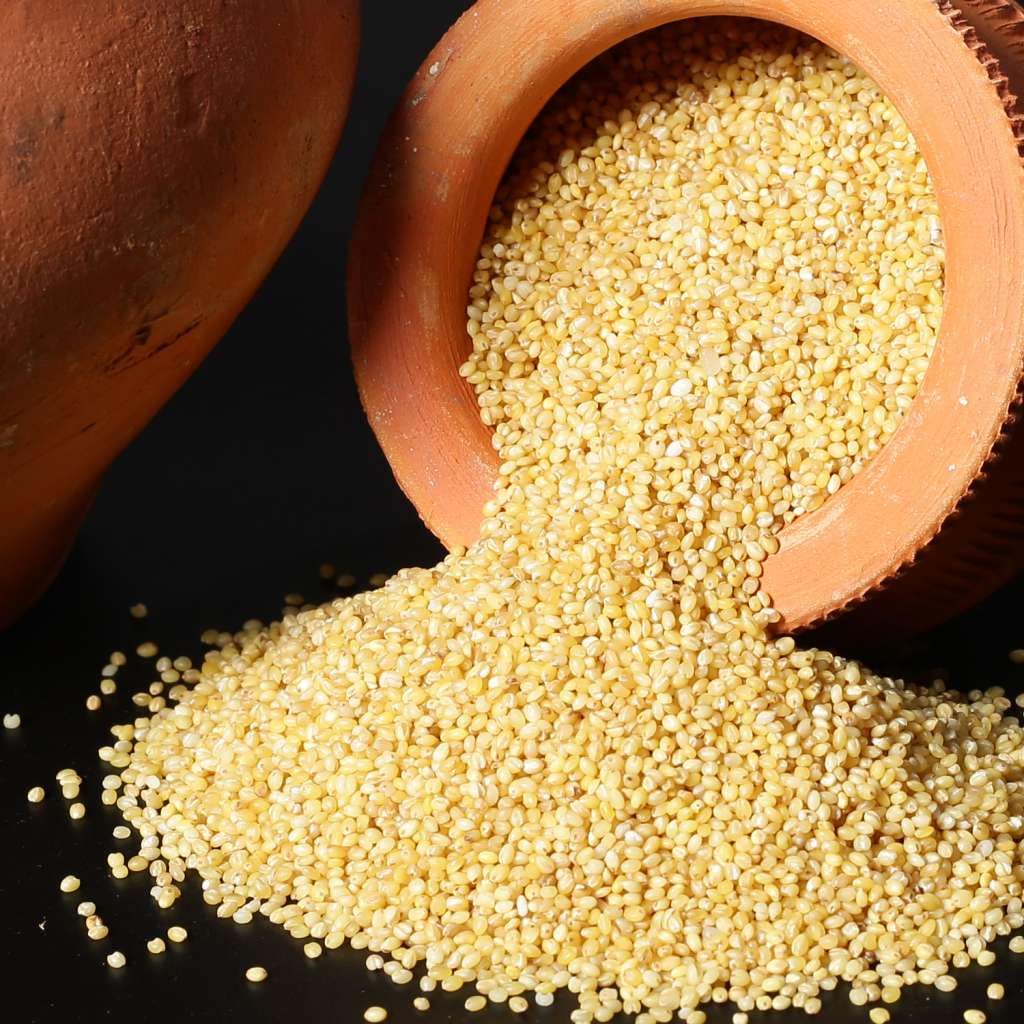 foxtail millet ( kang )