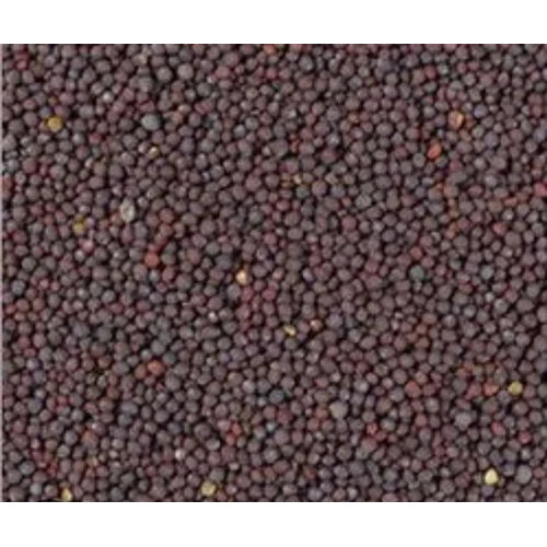 Big Size Mustard Seed Bold Quality
