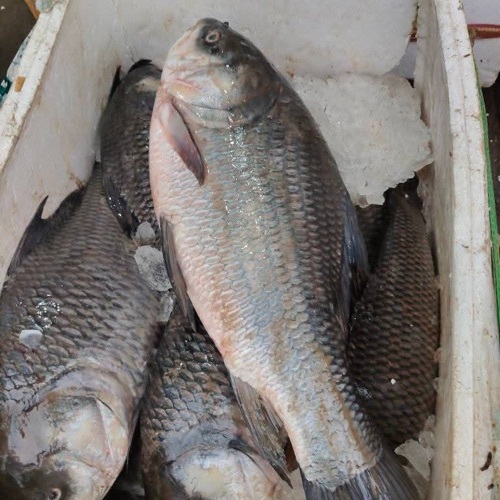 Catla Fresh Fish - Grade: A