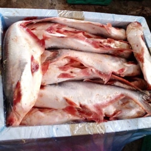 Pangasius Fresh Fish - Grade: A