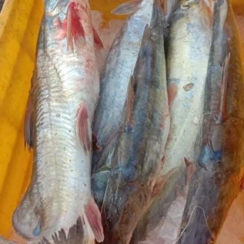 R Tegan Fresh Fish