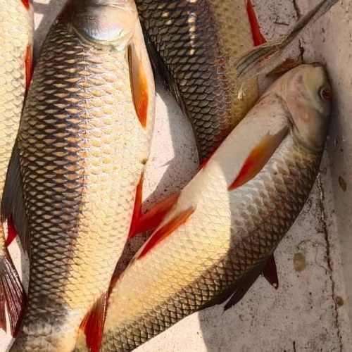 Rahu Fresh Fish - Grade: A