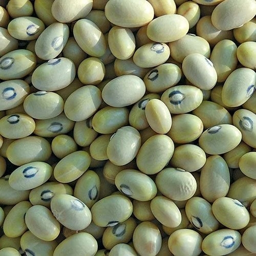 Green Beans Seeds