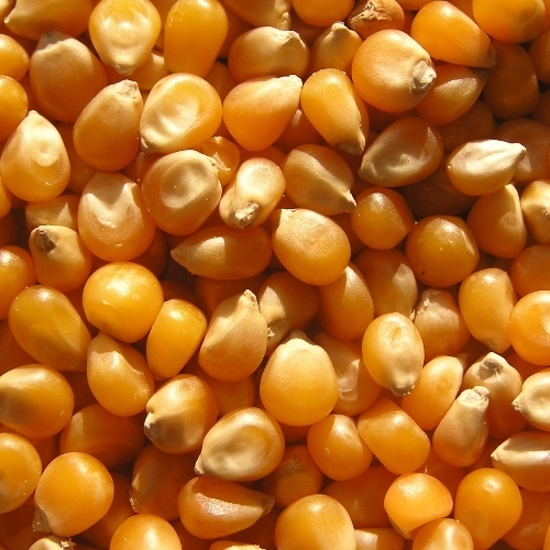 Maize Grain