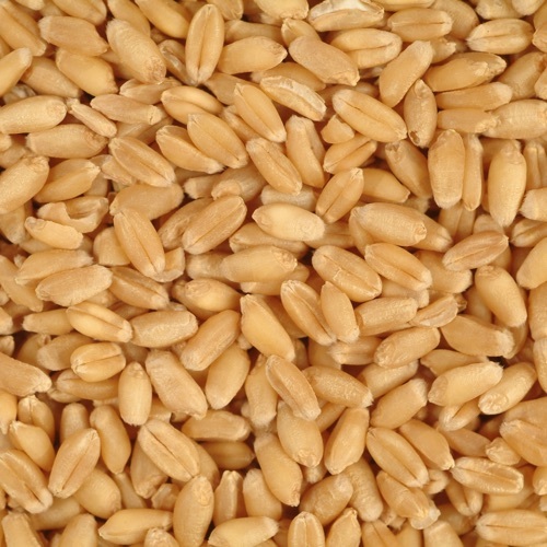 Fresh Wheat