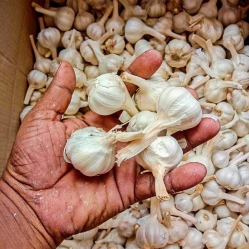Organic White Garlic