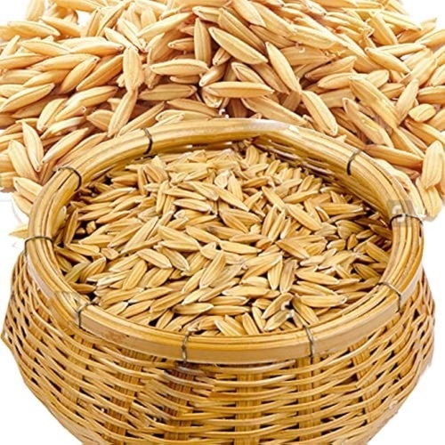 Paddy Seeds