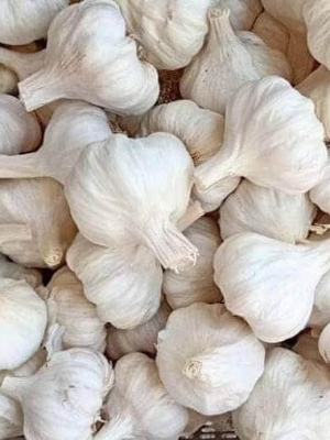 White Garlic