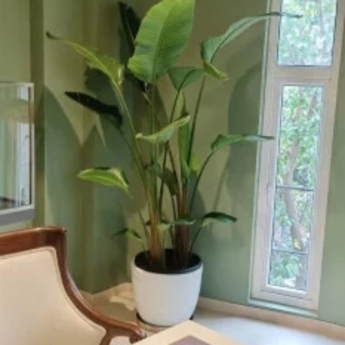 FRP Planter Pota