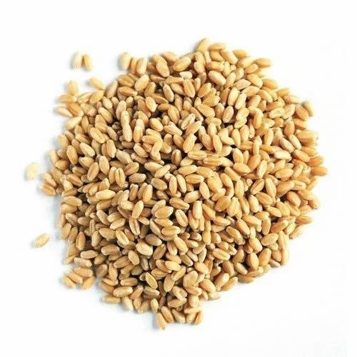 Wheat Grain
