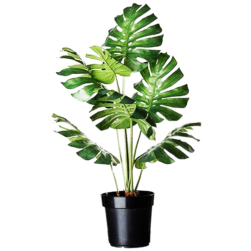 Indoor Plant - Shelf Life: 2 Years