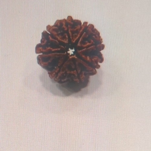 Rudraksha beads