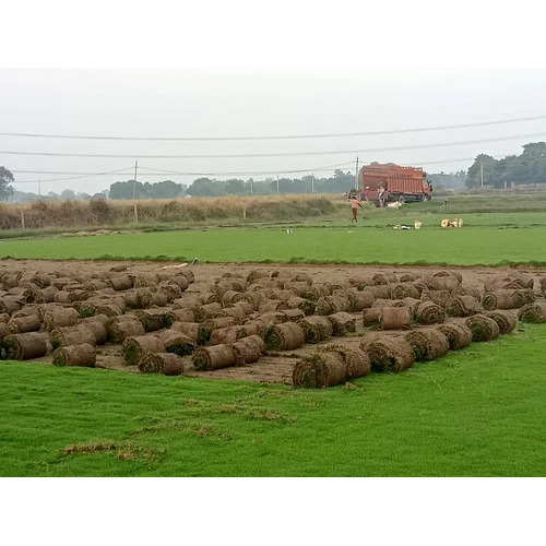 Bermuda Lawn Grass