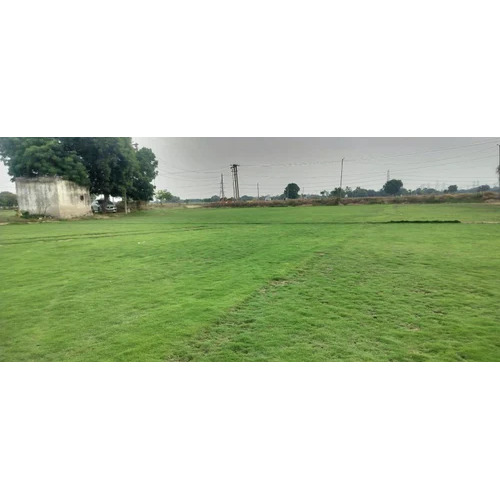 Green Natural Grass Carpet