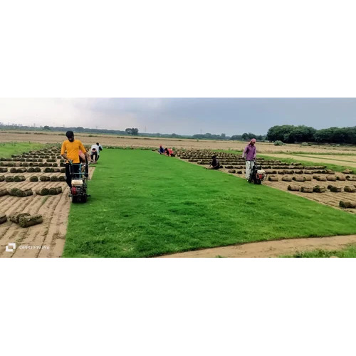 Natural Diamond Lawn Grass