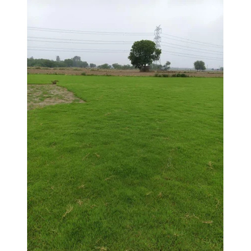 Natural Grass Carpet