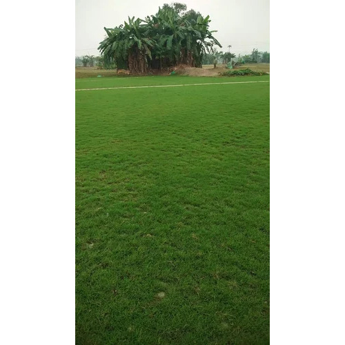 natural grass