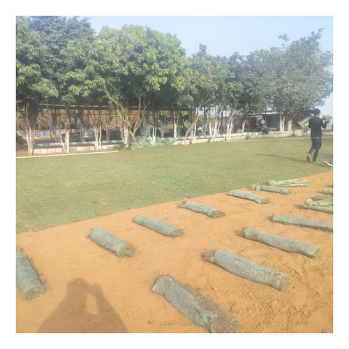 Natural Mexican Lawn Grass