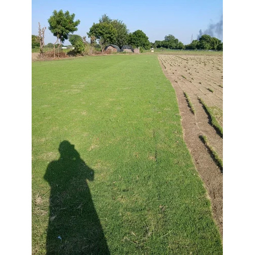 Natural Uma Grass Carpet
