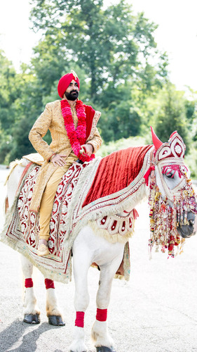 White Ghodi Service