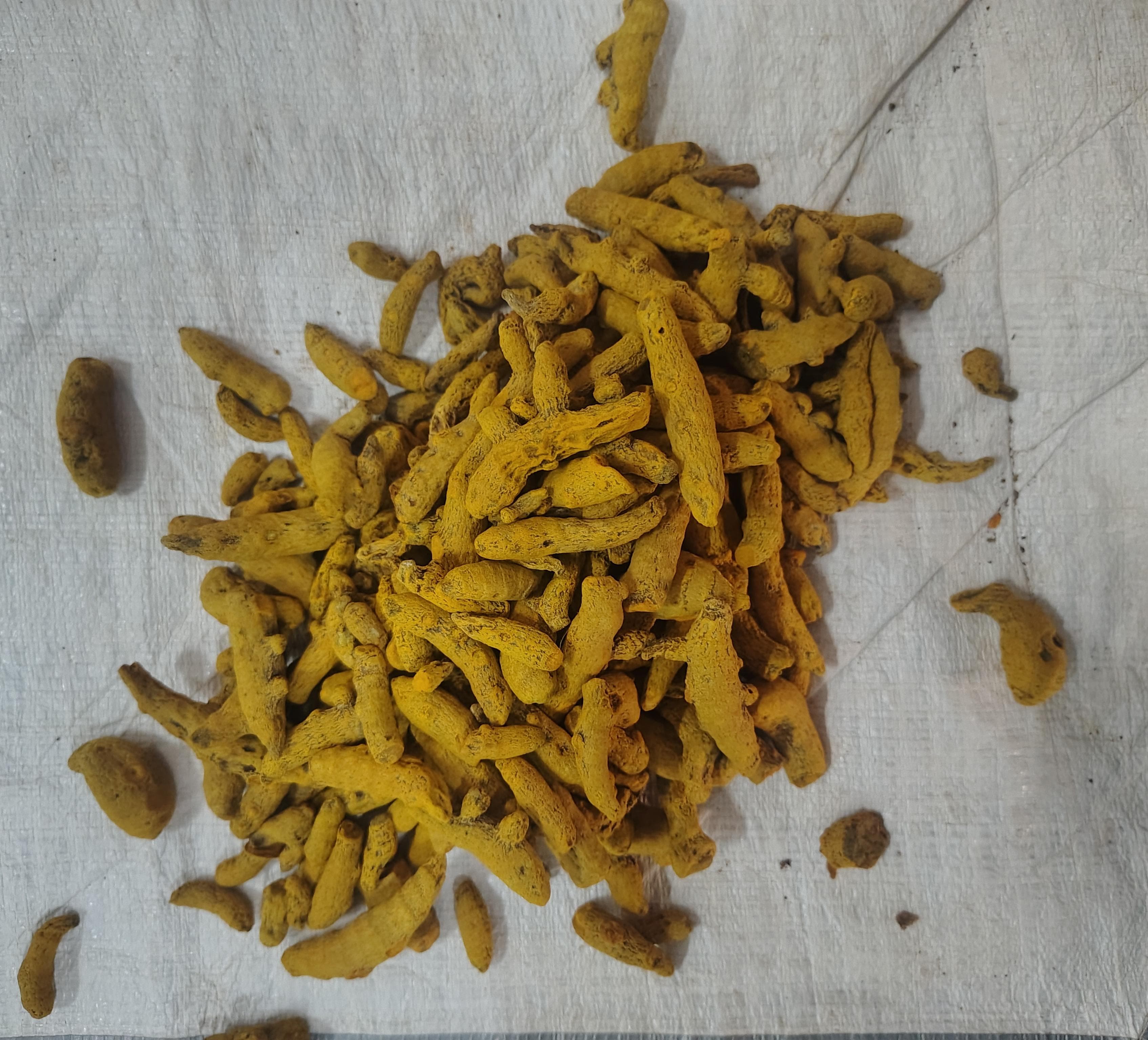 Kandhamala Turmeric