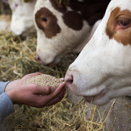 Animal Feed