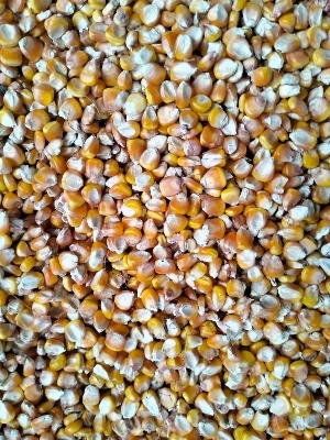Indian Yellow Maize - Admixture (%): 1