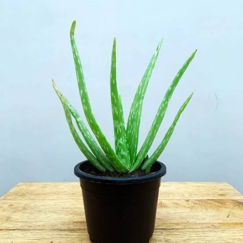 Alovera Plant