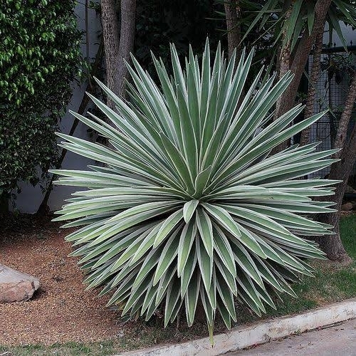 Century Plant