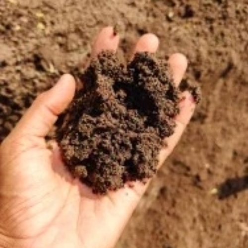 Organic Vermi Compost