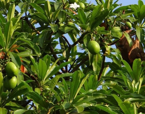 Mango Tree Plant