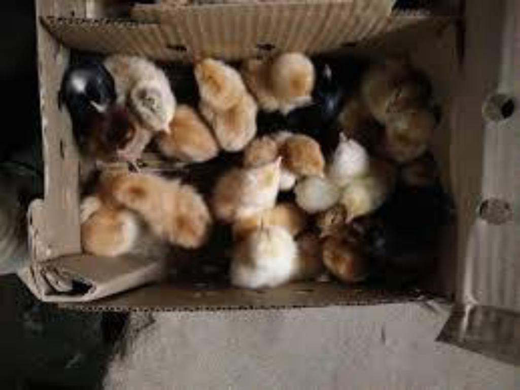 aseel chicks