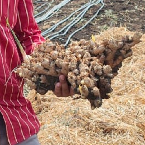 Ginger