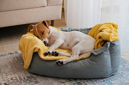 Dog Bed - Application: Cats