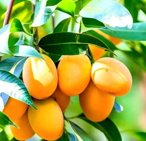 Alphonso Mango Plant