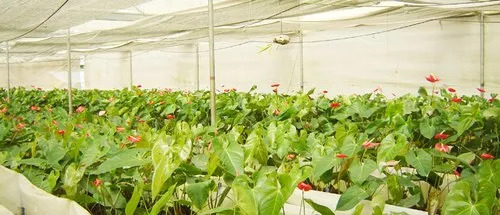 maintenanceo greenhouse