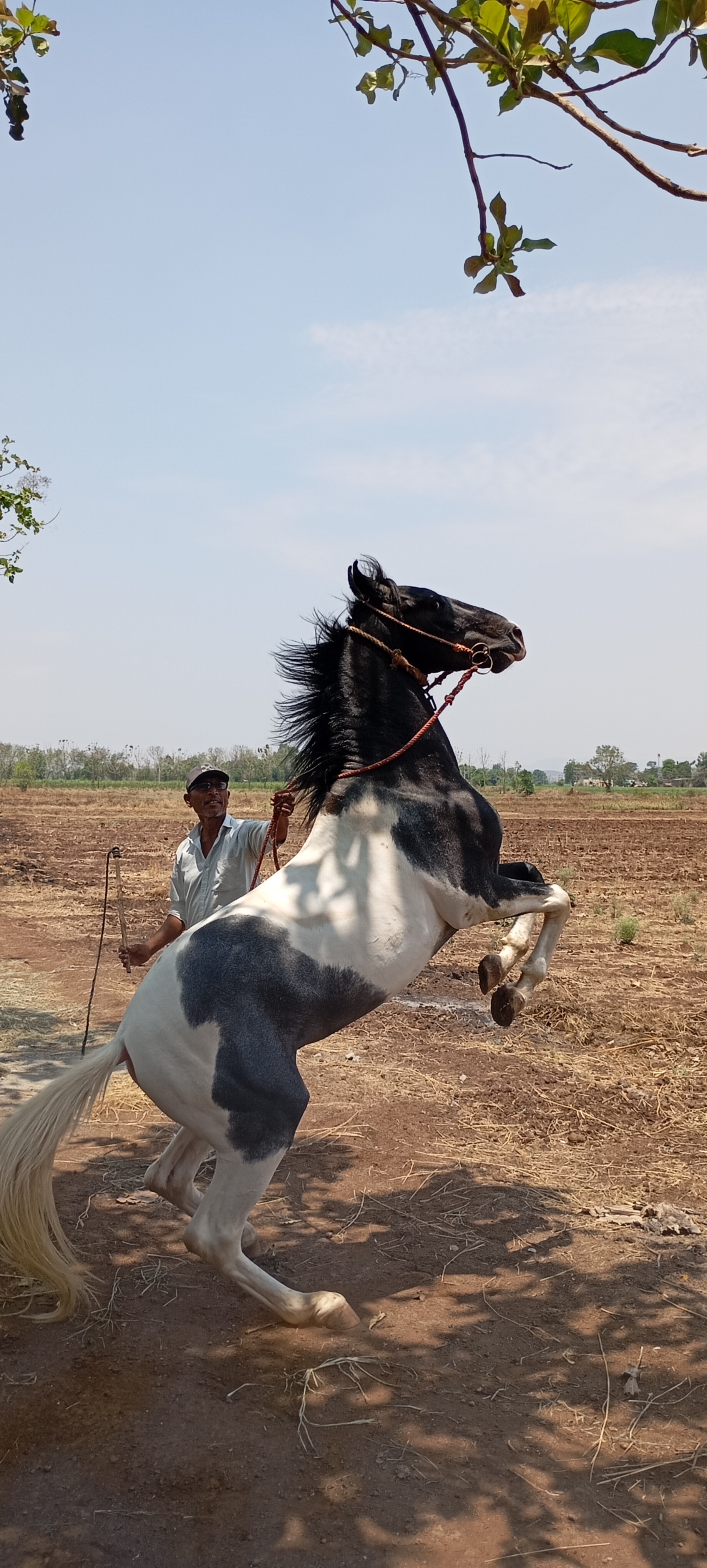 Marwari Horse (Colt)