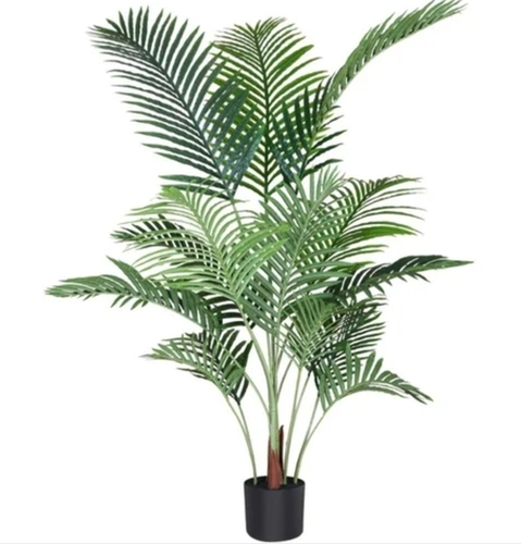 Palm Tree Plant