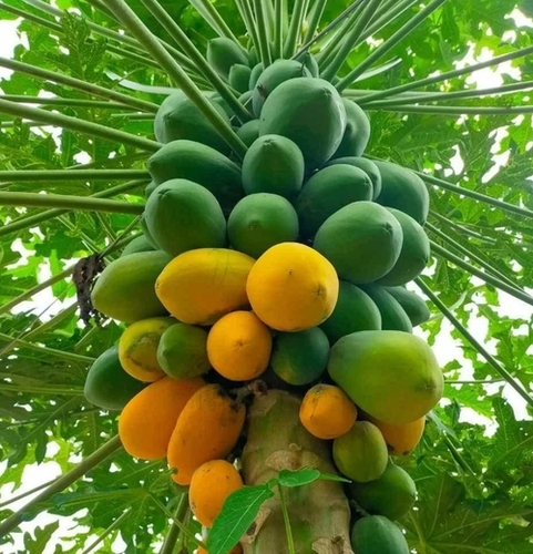 Papaya Plant