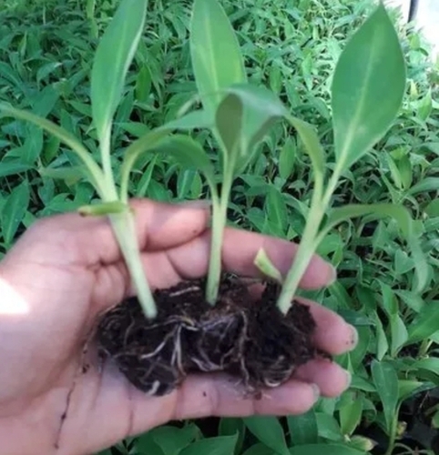 Tissue Culture Hardening Banana Net Pot Plants
