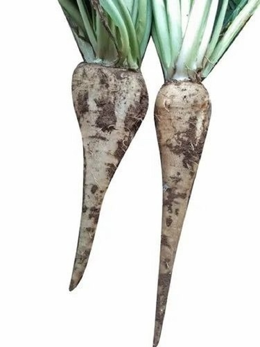 Dry Chicory Root