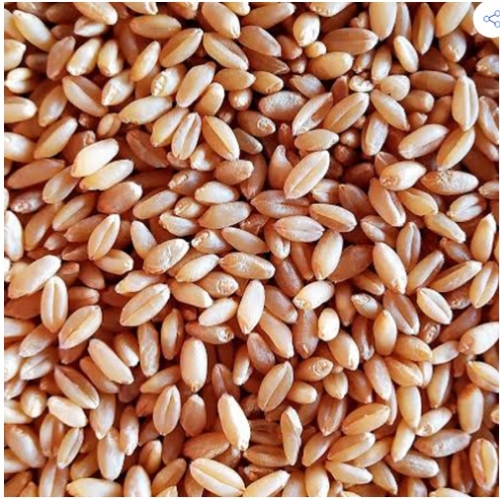 Wheat Grain