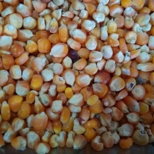 Yellow Maize