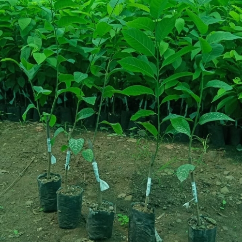 Custard Apple Tree