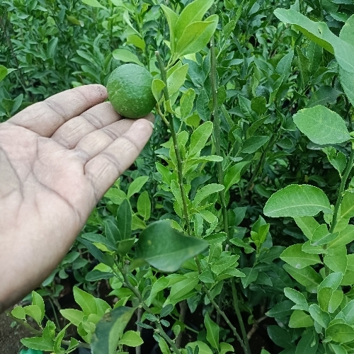 Mosambi Fruit Plant