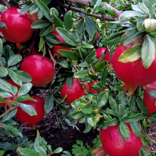 Pomegranate Plant