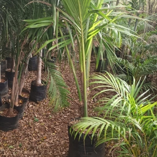Ss Coconut Tree