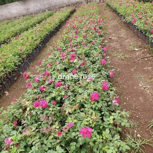 Ss Rose Plant Machine