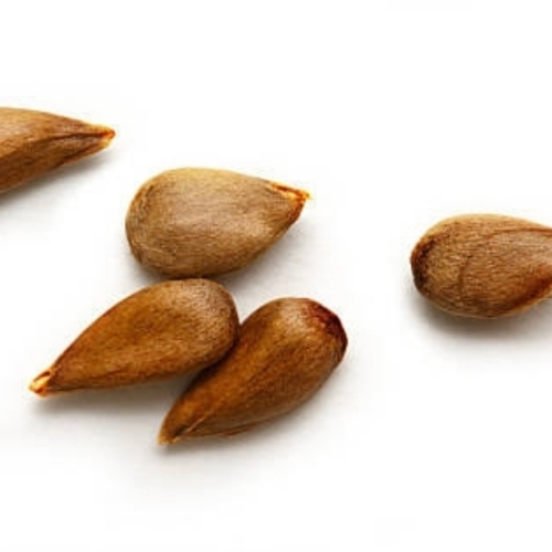 Dried Apple Seed